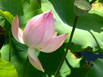 lotusblomma, Blossom, vattenlevande, dammen, sommar, trädgård, Zen