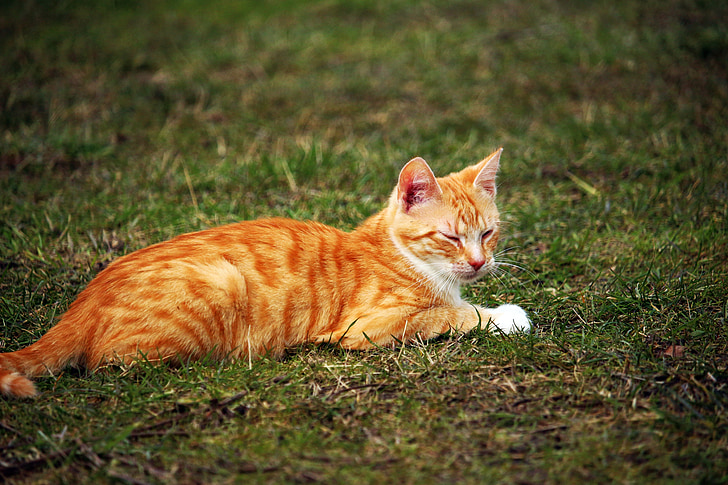 cat, red mackerel tabby, kitten, red cat, young cat, grass