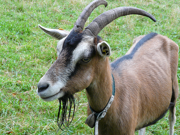 chèvre, billy goat, barbiche, cors, chèvre domestique, Capra aegagrus hircus, animal de compagnie