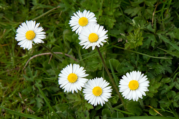 Дейзи, цвете, цветя, Пролет, жълто, бяло, малка
