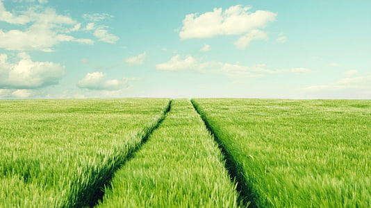Szlak, trawa, łąka, zielony, ścieżki, na zewnątrz, ścieżka