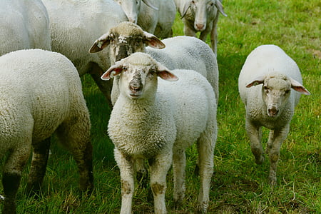 sheep, flock of sheep, pasture, lambs, young animal, schäfchen, animals