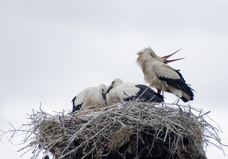 stork, white stork, birds, nest, bird, feathers, animals