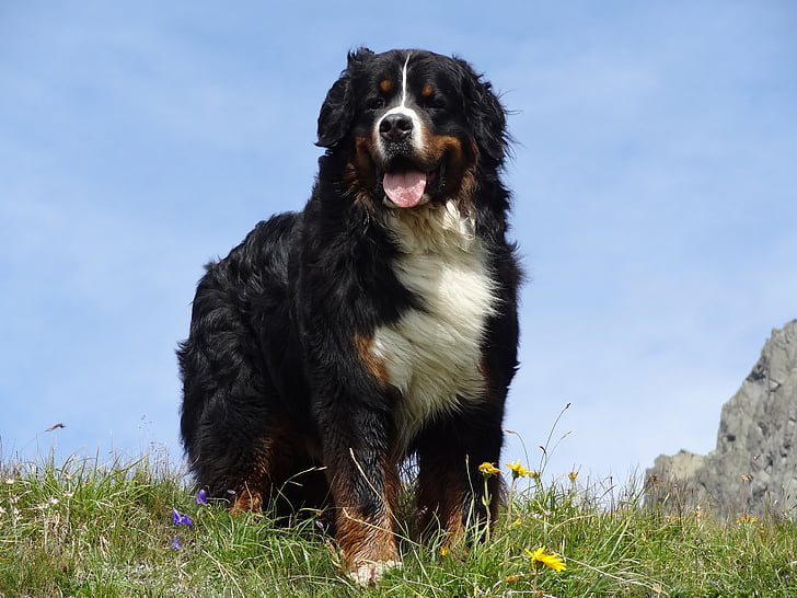 perro de montaña de Bernese, imagen animal, perro, montañas, animales de compañía, collie de frontera, un animal