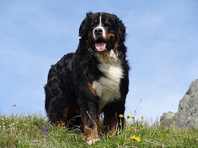 Bernese planina pes, živali slik, pes, gore, Hišni ljubljenčki, robnik škotski ovčarski pes, ena žival