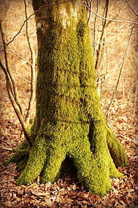 trunk, wood, old wood, foam, forest, autumn, tree