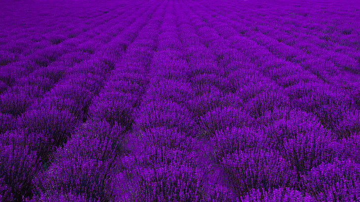 ungu, bunga, bidang, baris, Lavender, warna hijau, latar belakang