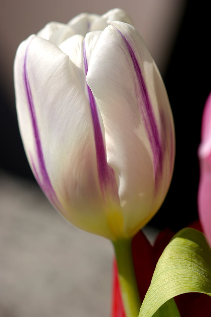 Tulipa, blanc, primavera, flor, flor, flor, planta
