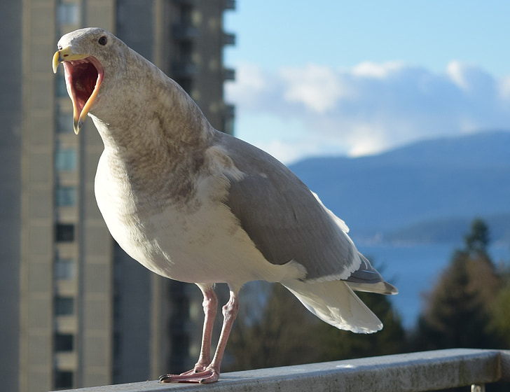 seagull, bird, talking seagull