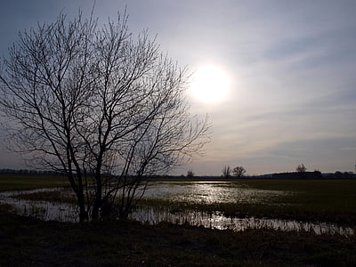 guelpe, Havelland, banjir 2012, Maret, alam, pohon, matahari terbenam