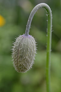 Poppy bud, Close-up, bunga liar, rambut, batang, menutup kepala