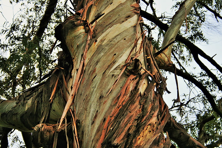 Eucalyptus strom, strom, kufor, eukalyptus, kôra, prúžky, rozstrapkané