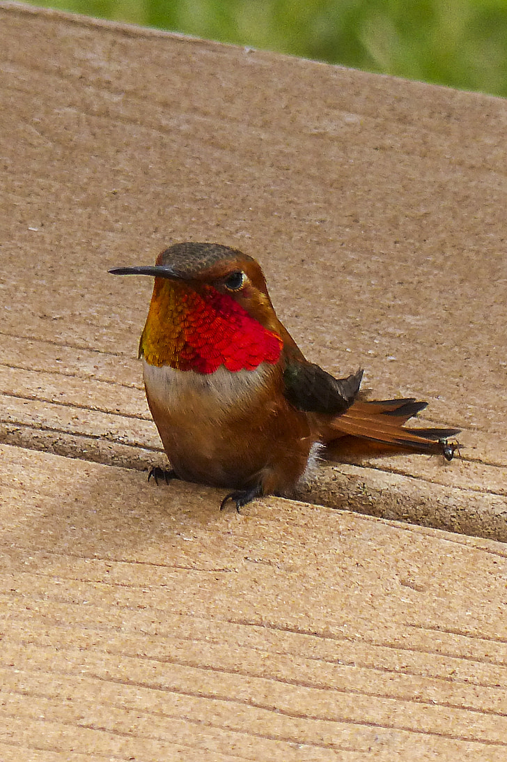 allens hummingbird, hummingbird, colibri, selasphorus sasin, male, feathered, colorful