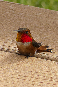 allens 벌 새, 벌 새, colibri, selasphorus sasin, 남성, 깃털, 다채로운