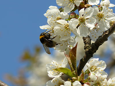 spring, flower, white, pollen, insect, cherry, bumble-bee