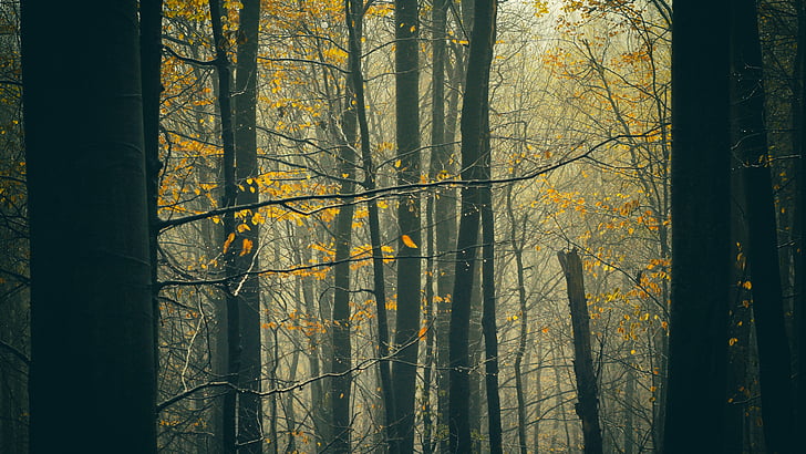 rudenį, Gamta, medis, miško, rudenį, lapija, sezono metu