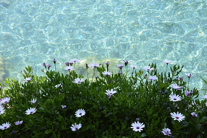 ตุรกี, ธรรมชาติ, ดอกไม้, ปามุคคาเล, การเดินทาง, ฤดูร้อน, น้ำ
