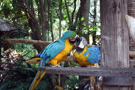 Macaw parrots, burung, burung beo, Macaw, eksotis, biru, kuning