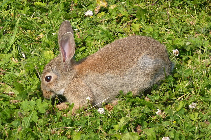 rabbit, haas, grassland, animal, grass, mammal, cute