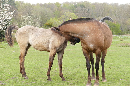 hevoset, pari, ystävyys, laidun, vihreä, ruskea, hevonen