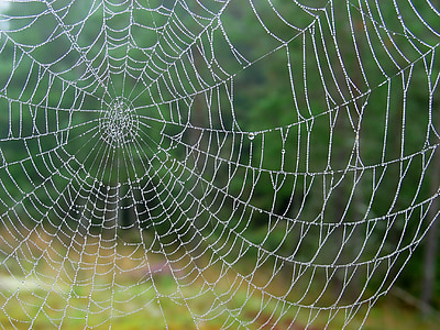 rain drops, wet, autumn, background, wallpaper, spider Web, spider