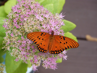 Каланхоэ, цветок, бабочка, Оранжевый цветок, насекомое, Природа, Бабочка - насекомых