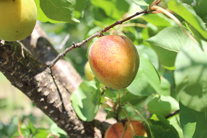 abricot, fruits, arbre, fruits d’été, grande, nature, alimentaire