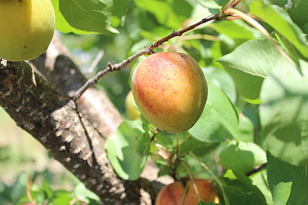 apricot, fruit, tree, summer fruits, large, nature, food