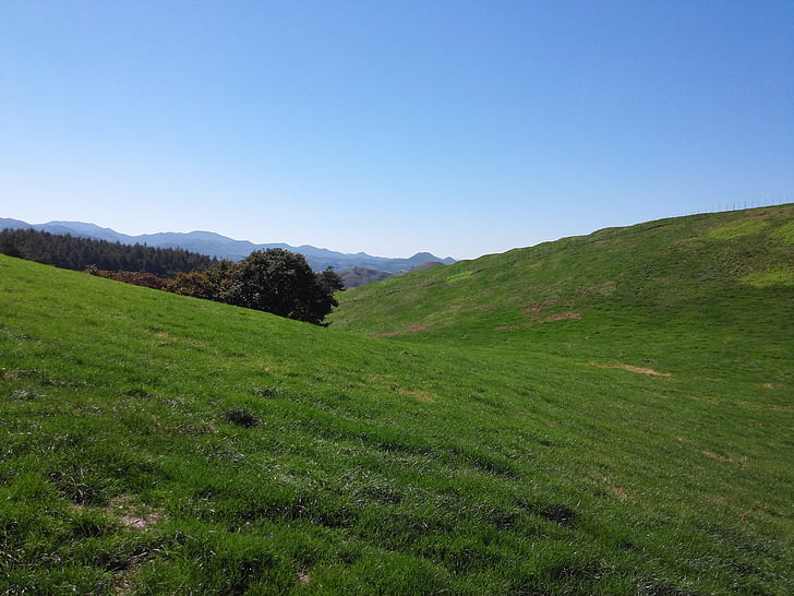 field, nature, landscape, scenery, grass