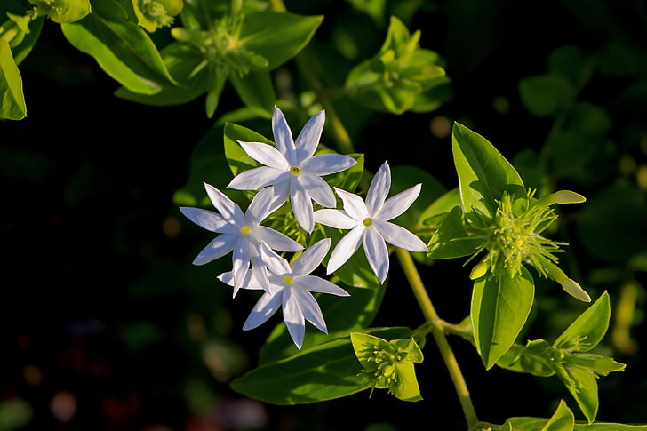 jasmine's star, flowers, white, 7 petals, nature, garden, green