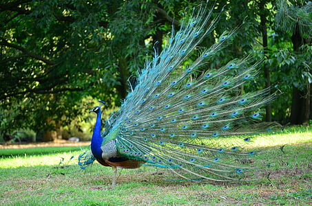 peacock, park, green, nature, bird, animal, feather