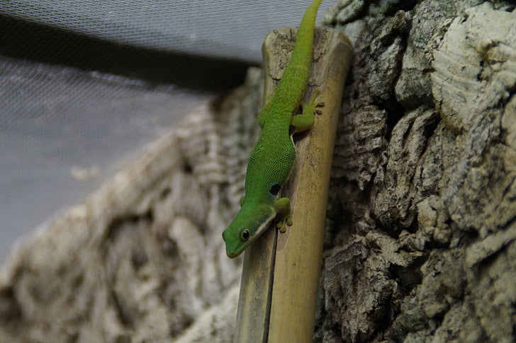 Gecko, Zelená, jašterica, plaz, Gekon denný, stúpanie, terárium