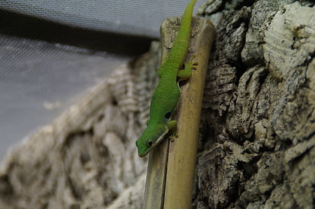 gecko, green, lizard, reptile, day gecko, climb, terrarium