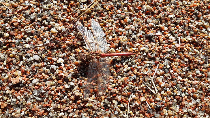 dragonfly, sand, beach, coast, nature, backgrounds, close-up