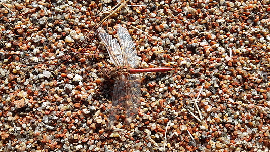 Dragonfly, sand, Beach, kyst, natur, baggrunde, close-up