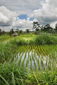 žaliavinių ryžių, nuotaika, Gamta