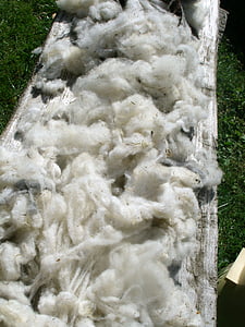 Rohwolle, reiner Schurwolle, Schafwolle, gewaschen, Natur-Wolle, Schafe, Schur