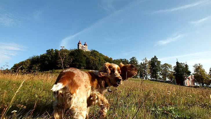 dog, trip, monuments