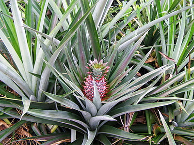 pineapple, tropical, fruit, plant, nature