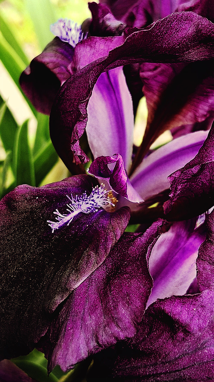 Iris, macro, flores, púrpura, naturaleza, flor, planta