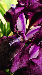 Iris, macro, bloemen, paars, natuur, bloem, plant