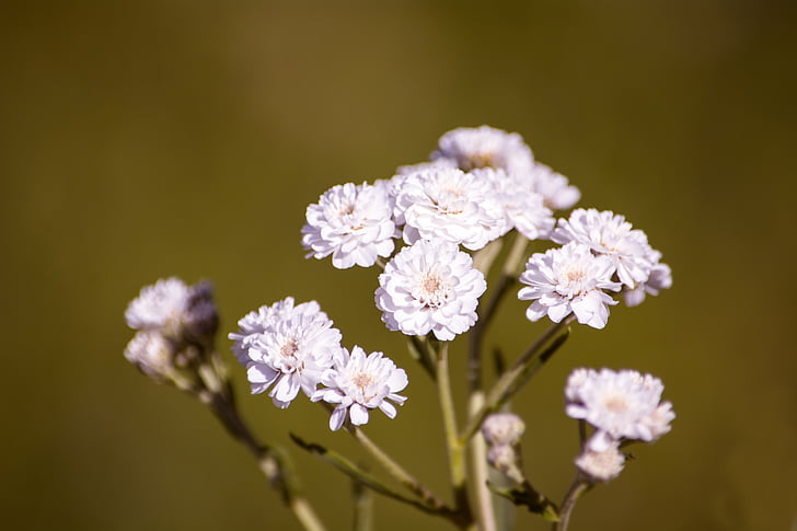 Blåveis aconitifolius, eisenhut-crowfoot, blomst, blomster, hvit, hvite blomster, anlegget