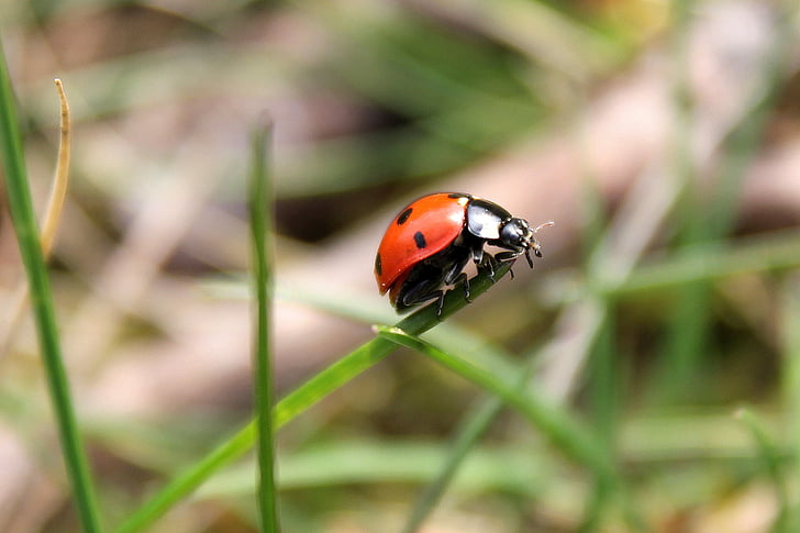 Ladybug, gresset, eng, bille, natur nærbilde utsikt, insekt, en dyr