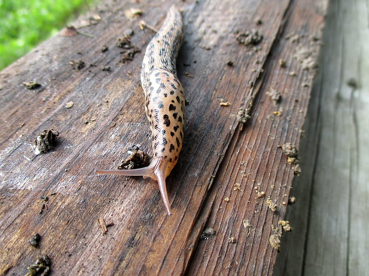 slug, wood, antenna, slimy, wet, slowness, mud