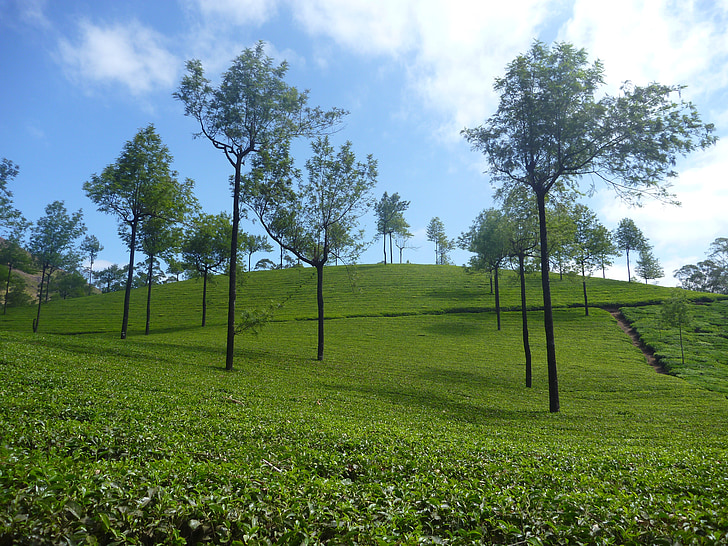 plantação de chá, plantação de, paisagem, árvore, verde, Índia, colinas