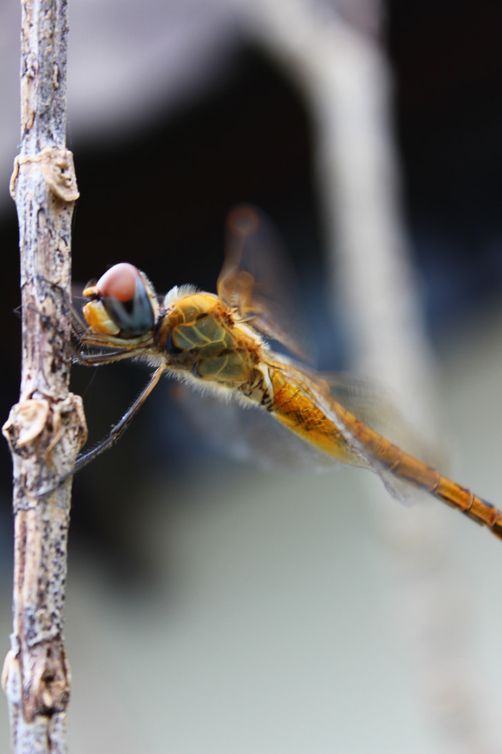 Dragonfly, hmyz, přírodní, makro