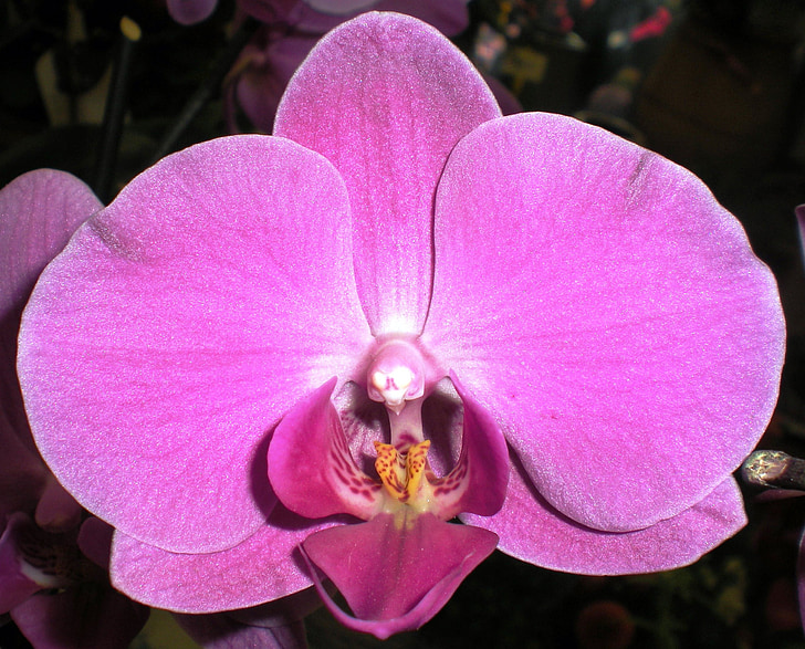 Orchid, Luonto, kukka, Koi orkidea, kasvi, terälehti, Lähikuva