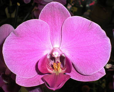 orhidee, natura, floare, molie orhidee, plante, petale, Close-up