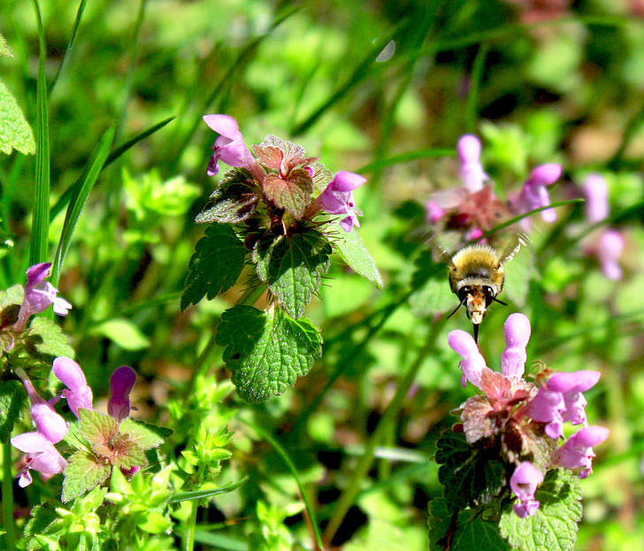 Pszczoła, Hummel, owad, pszczoły, kwiat, trawa, latać