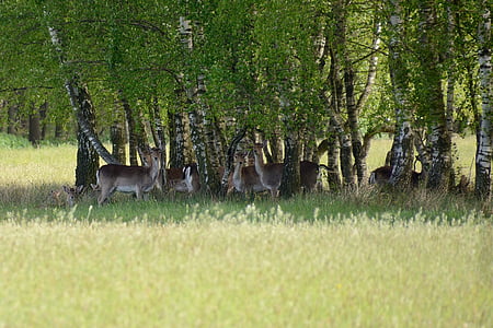 alageyik, duvenstedter brook, geyik, Hirschsprung, Hinds, hayvan, doğa